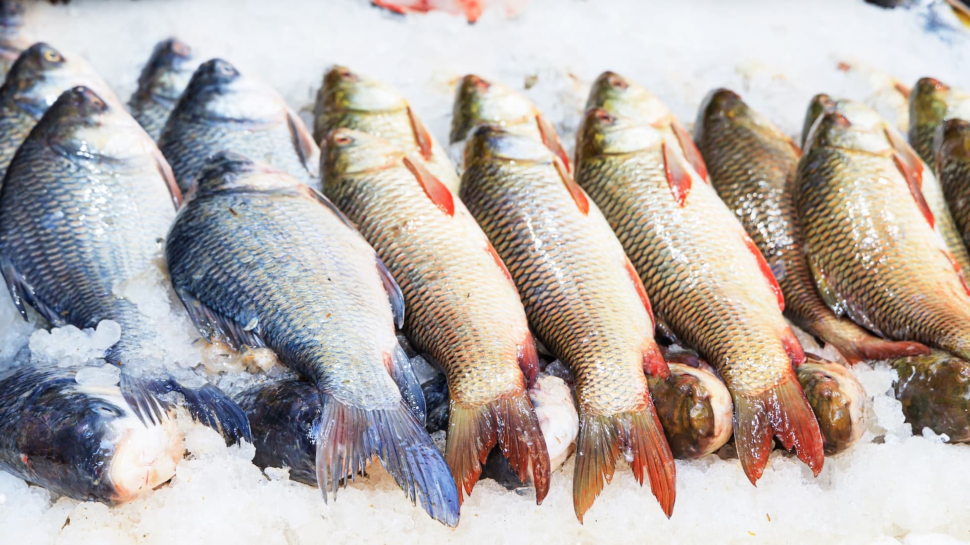 3 bons plans à connaître pour profiter du poisson frais